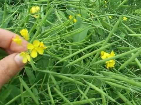 Wild edibles: how to eat rapeseed leaves and flowers