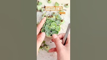 Rose Succulent Decor Ideas 🌹 Create Stunning Floral Displays!