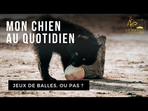 Vidéo: Mésothéliome Chez Les Chiens