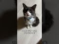 猫嫌いなイッヌが超絶フレンドリーな猫と生活した結果