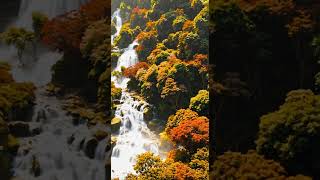 Relax under the majestic waterfall as seasons beautifully transform. #ASMR #NatureSounds #Relaxation