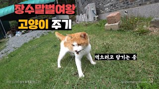 장수말벌여왕으로 낚시대 만들어서 산냥이 줬습니다