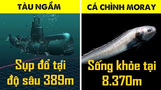 #232 Vì Sao Sinh Vật Này Có Thể Chịu Được Áp Lực 8.650 Tấn/Mét Vuông? | Súc Động Vật #10