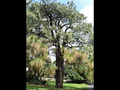 Plant ID: Chir Pine (Pinus roxburghii)