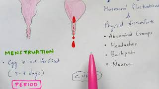 Menstrual cycle | Bio science