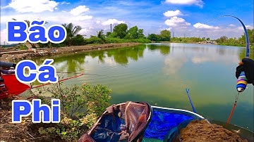 Câu cá rô phi nghe tiếng rít cước bao phê | Hưng năm căn