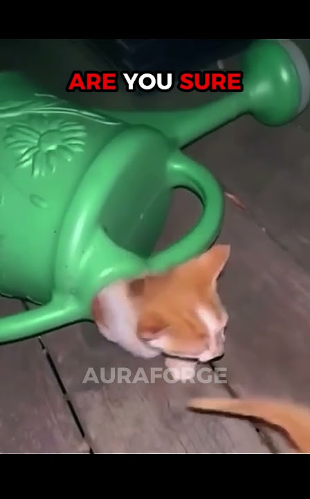 Last Cat Is Liquid | Cats Aren’t Liquid 💧