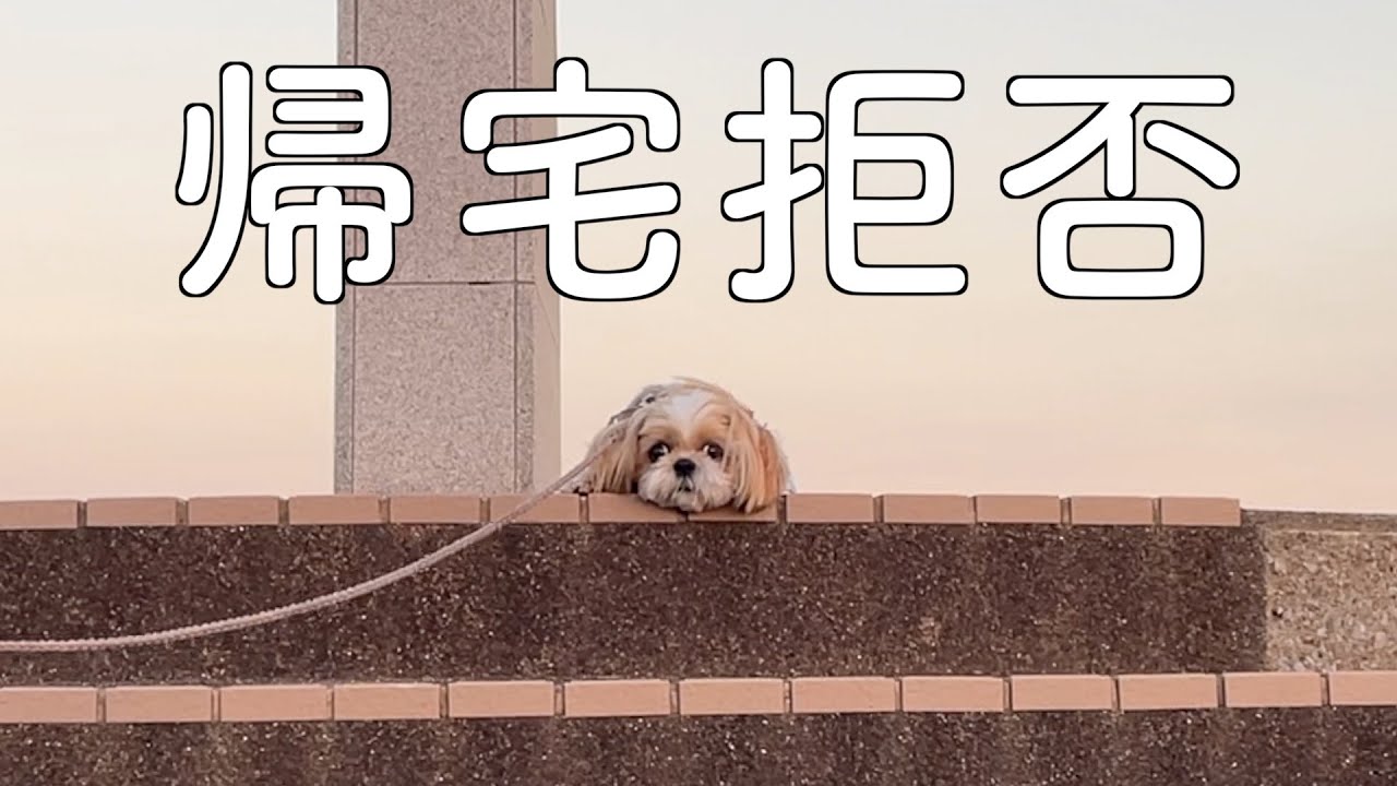 【シーズー】まだ帰らないワン！全力で拒否するななちゃんが可愛すぎる🐶