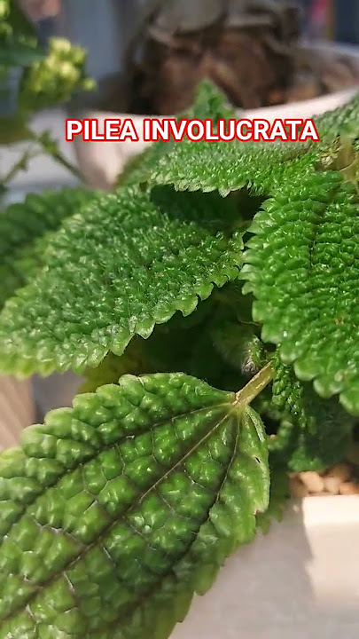 PILEA INVOLUCRATA COMMONLY KNOWN AS A FRIENDSHIP PLANT
