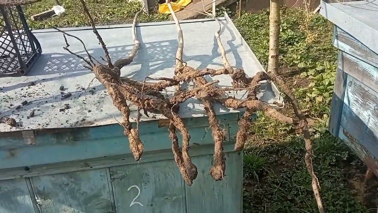 Як відрізнити Хурму Віргінську від Кавказької по кореню