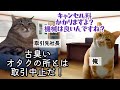 【スカッと猫ミーム】取引先「お前んとこだけ外して」→言われた通り外した結果 #猫ミーム