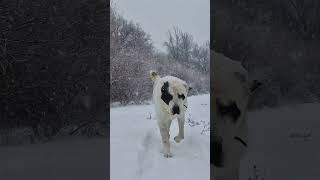 Прогулка с Басаром в снегопад.