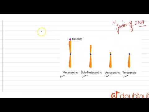 Video: Wat is een metacentrisch chromosoom?