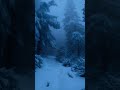 Dear Bruce:The Winter Wedding That Changed Everything |A Tragic Love Story#MarryingHarveyDent#shorts