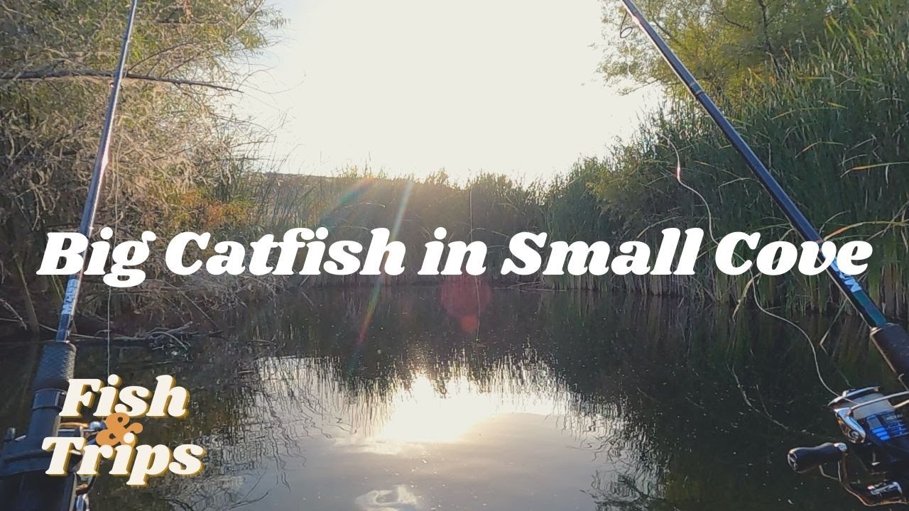 Big Catfish in Small Cove YouTube