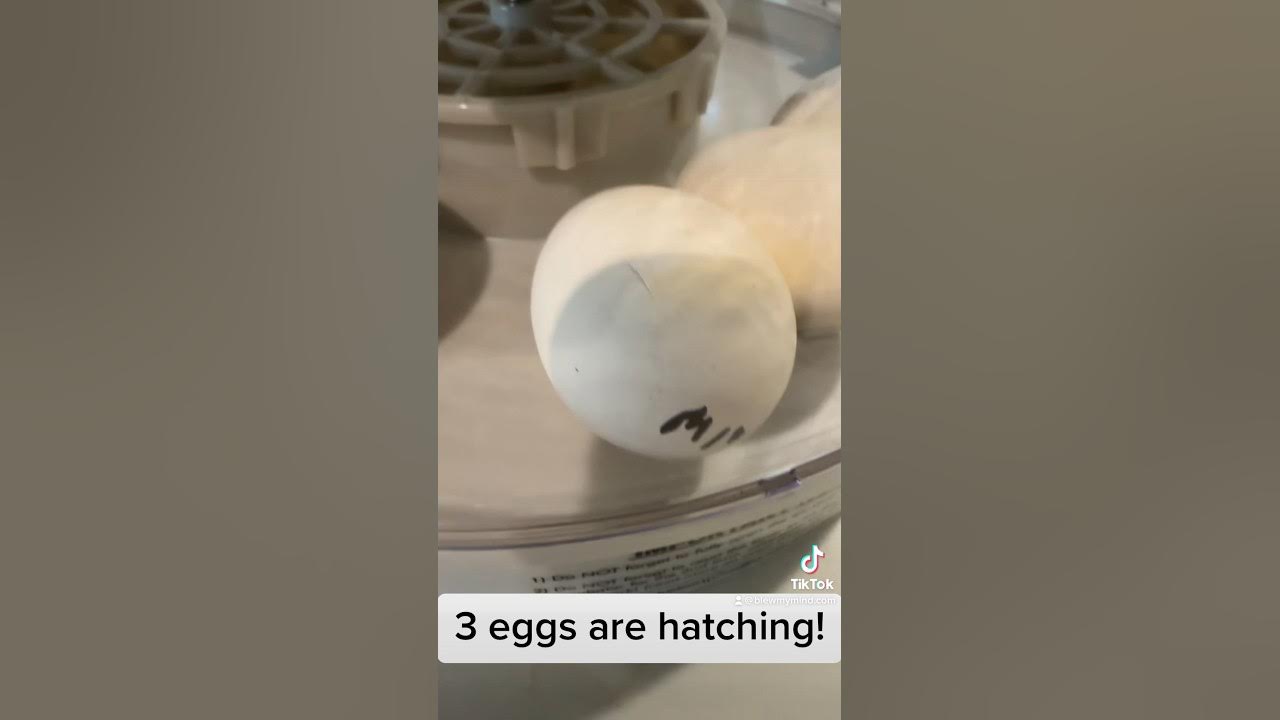 we-ve-got-signs-of-a-3-eggs-hatching-hatching-hatchingeggs