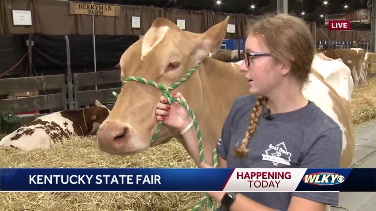 Kentucky State Fair kicks off with livestock competition YouTube