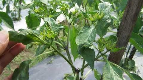 WAJIB TAHU!!  Inilah  3 Cara Mengatasi Daun Keriting pada Tanaman Cabe