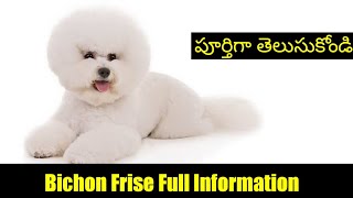 Bichon Frise Full Information తెలుగులొ | Must watch.