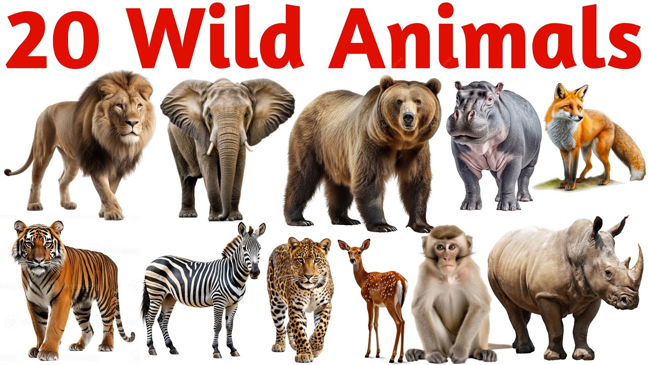 जंगली जानवरों के नाम सीखें | 20 Wild Animals Names in English for Kids ...