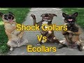 Shock Collars Vs E-collars- The right way vs wrong way Shock Collars Vs E-collars- The right way vs wrong way