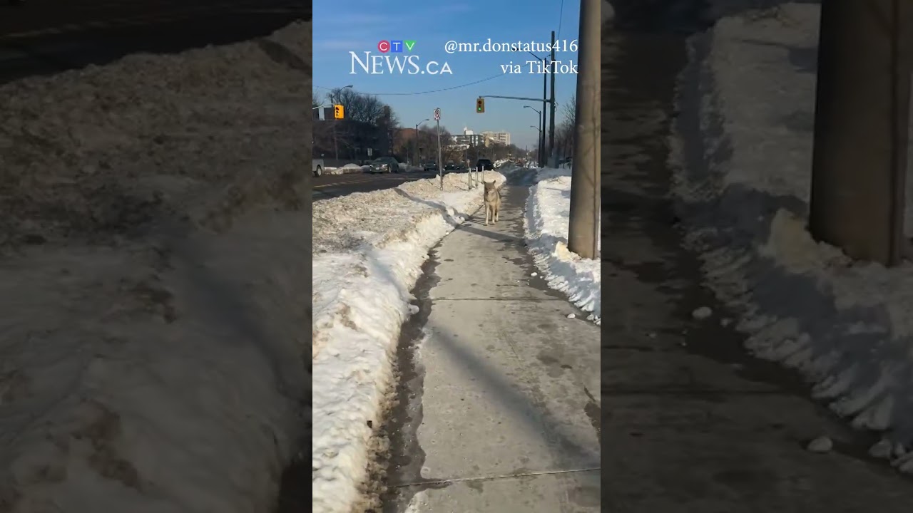 Coyote approaches Toronto man on sidewalk