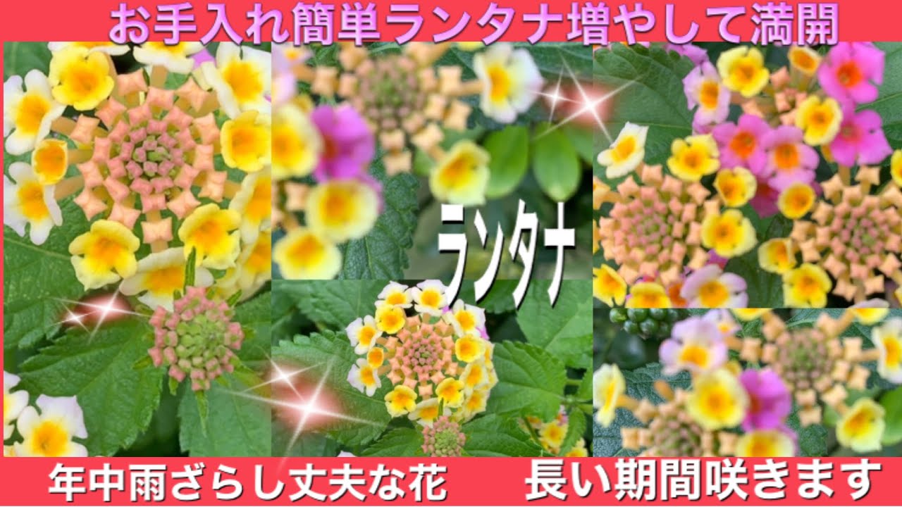 ランタナの花 初心者向けガーデンランタナの花言葉 簡単に増やして楽しめるランタナ 年中雨ざらしでも満開に ランタナの花を見る Youtube