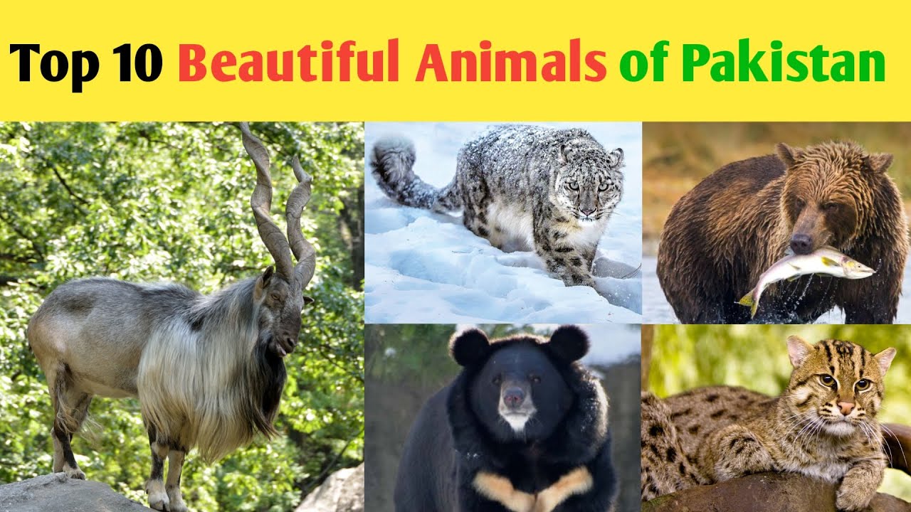 Top 10 Beautiful Animals of Pakistan #wildanimals #animals # ...