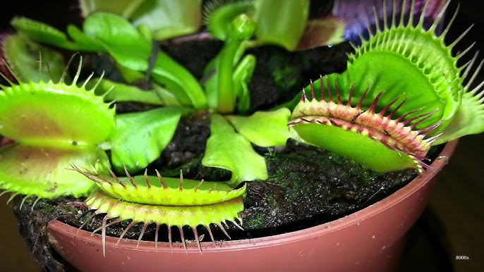 This Menacing Carnivorous Plant Timelapse Is A Horror Movie For