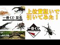 昆虫好き　集まれ！　最新　昆虫一番くじ　引いてみた　動画