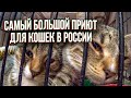 САМЫЙ БОЛЬШОЙ ПРИЮТ ДЛЯ КОШЕК В РОССИИ!