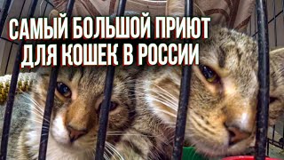 САМЫЙ БОЛЬШОЙ ПРИЮТ ДЛЯ КОШЕК В РОССИИ! САМЫЙ БОЛЬШОЙ ПРИЮТ ДЛЯ КОШЕК В РОССИИ!