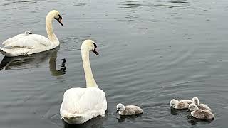 Catching up, cygnets and a very nasty injury…