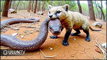 Ultieme confrontatie tussen koningscobra en mangoest: de hevigste rivaliteit in de natuur!