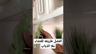 افضل طريقه للتخلص من الذباب