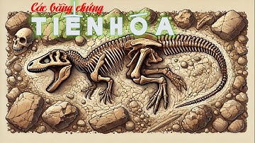 CÁC BẰNG CHỨNG TIẾN HÓA | SINH HỌC 12