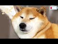 Shibe has low Battery