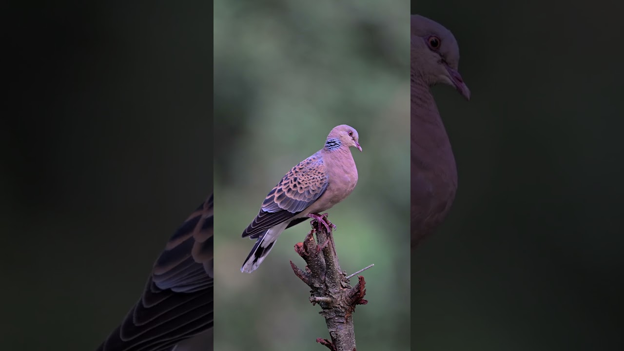 Meet the beautiful Oriental Turtle Dove, a graceful symbol of peace and wilderness.