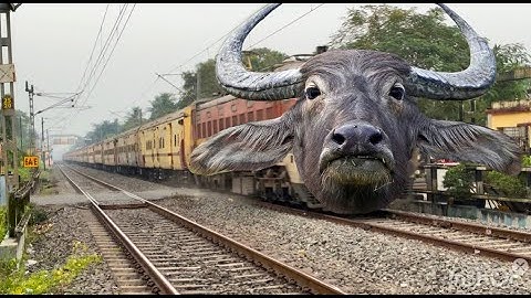 Dangerous Buffalo Headed Teesta-Torsa Express Extreme Furious Skipped At Railgate 