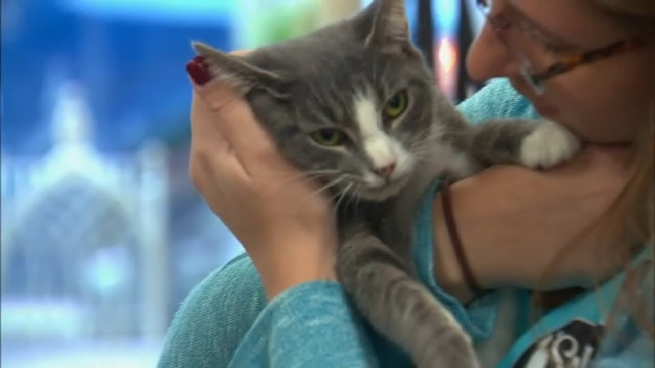 Woman inspired by cat's death creates Long Island's 1st cat cafe YouTube