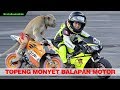 Topeng monyet lucu, monyet balapan motor. funny monkey