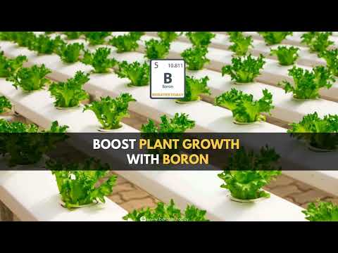 Boost Plant Growth with Boron: A Comprehensive Guide | Borates Today