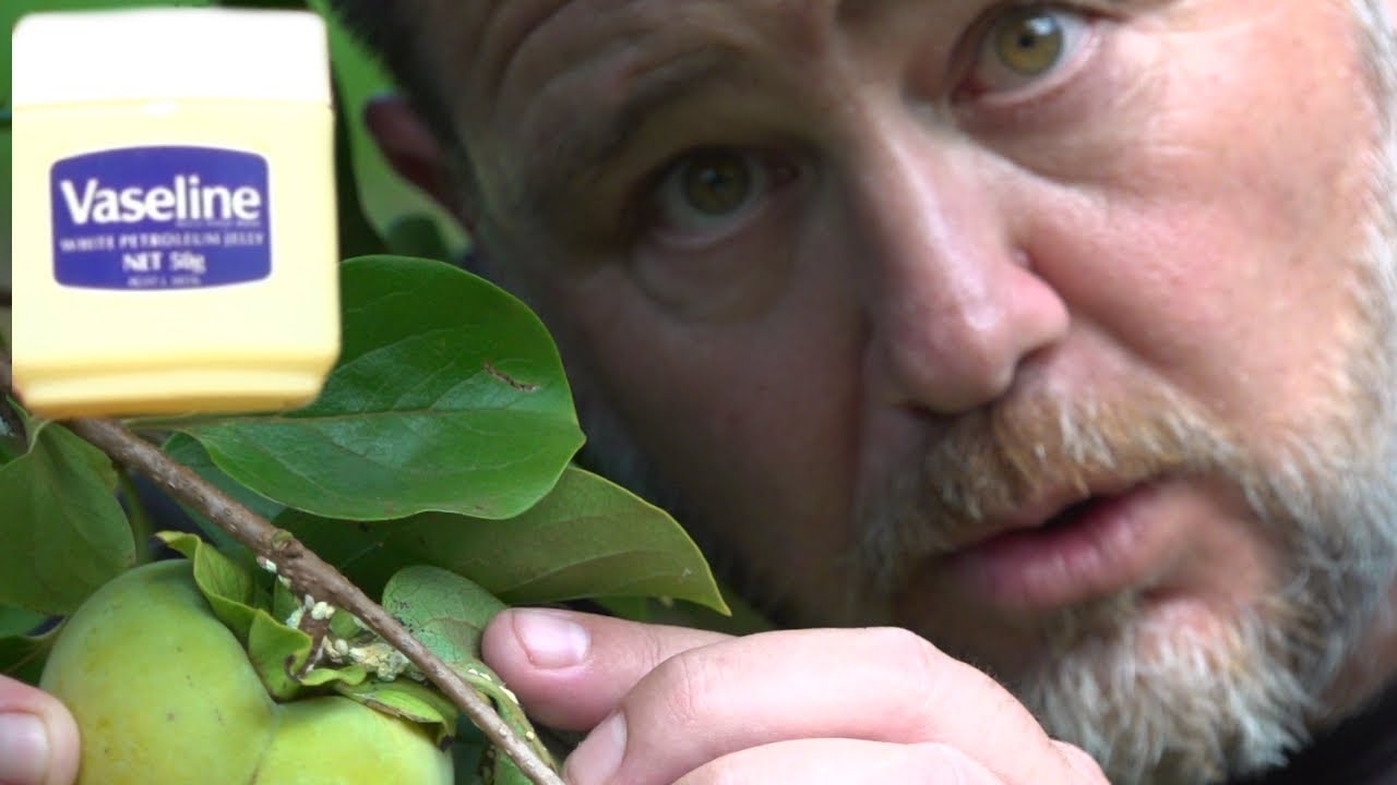 Use This Vaseline Trick to Stop Aphid & Scale Pests Organically Use This Vaseline Trick to Stop Aphid & Scale Pests Organically
