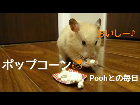 ポップコーン🐹  キンクマハムスターの男の子Poohにポップコーンを作りました！