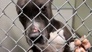 Dogs over capacity at the Humane Society of Scott County