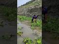 Big fish taking from river with new technology #fishing #vairalvideo