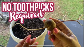 Sprout Avocado Seeds Without Toothpicks