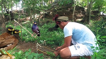 Primitive Technology:Awesome Quick Bird Trap Using Branches Make By Smart Boy