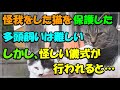 怪我をした猫を保護したが、多頭飼いは難しい・・しかし、怪しい儀式が行われると・・猫の不思議な話
