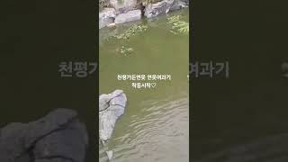 천평정원의아름다운연못 #연못여과기 #녹조제거